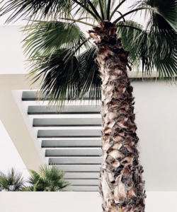 Why You Should Call a Tree Service for A Large Tree Removal