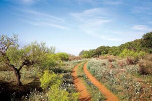 Boerne Bliss: Exploring the Best of Texas Hill Country Living