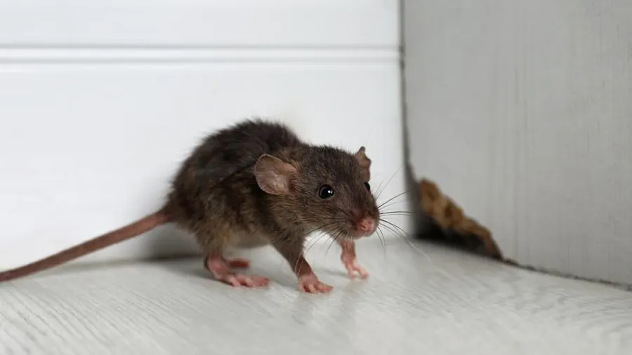 Why Rats May Not Leave Your House After an Invasion