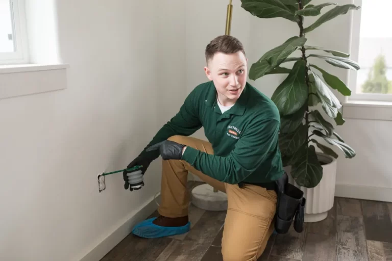 Four Common Pest Control Misconceptions that Many Homeowners Believe In