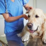 How Can Proper Cleaning Reduce Health Risks in Veterinary Offices in Colorado Springs?