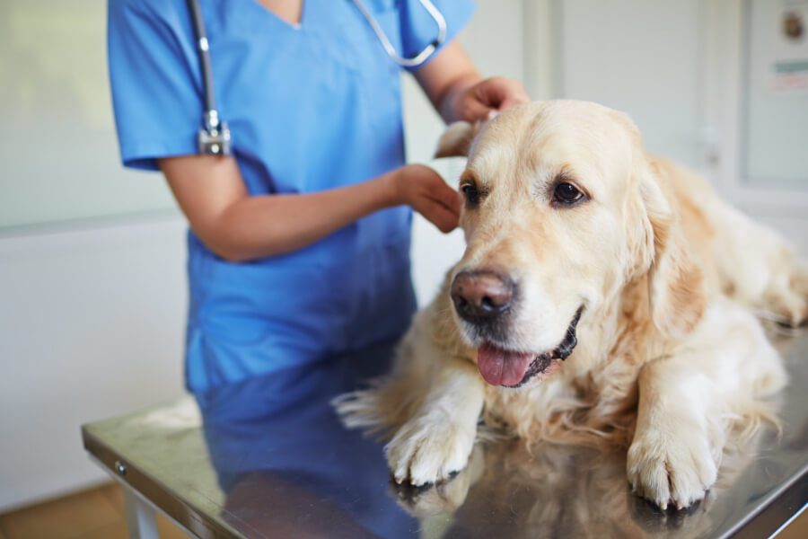 How Can Proper Cleaning Reduce Health Risks in Veterinary Offices in Colorado Springs?