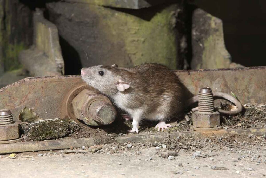 Rodent Control in Damascus: Challenges and Solutions for City Dwellers