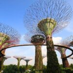 The Silent Guardians: Singapore’s Tree Pruning Heroes Unveiled