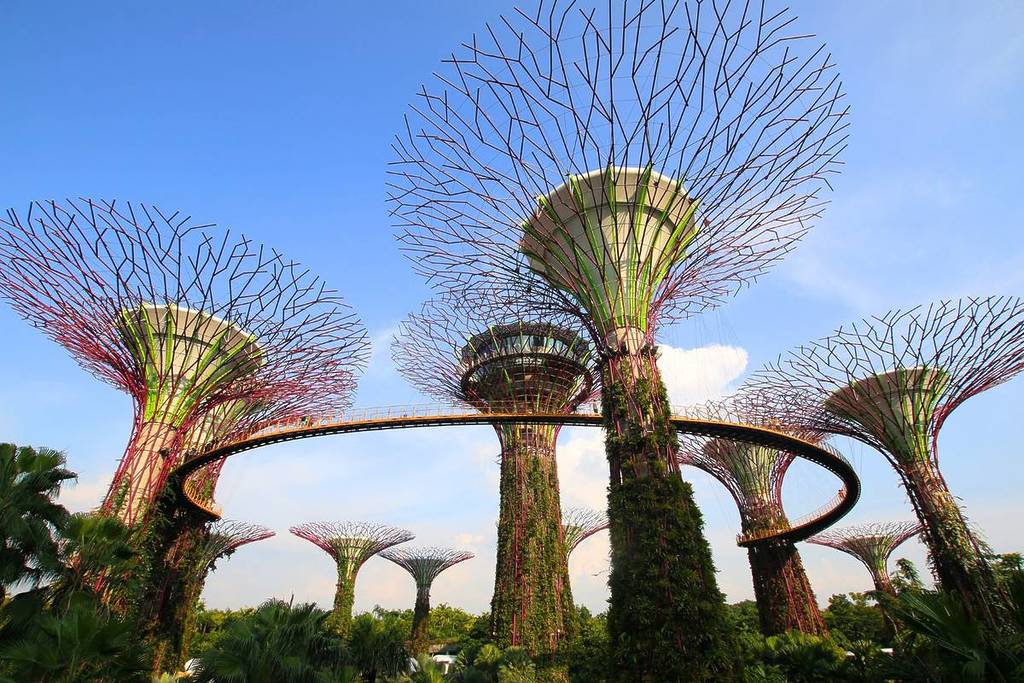 The Silent Guardians: Singapore’s Tree Pruning Heroes Unveiled