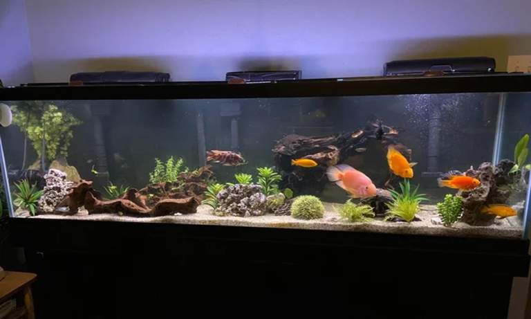 Complete Aquarium Filtration Guide: Types, Systems, and How They Work